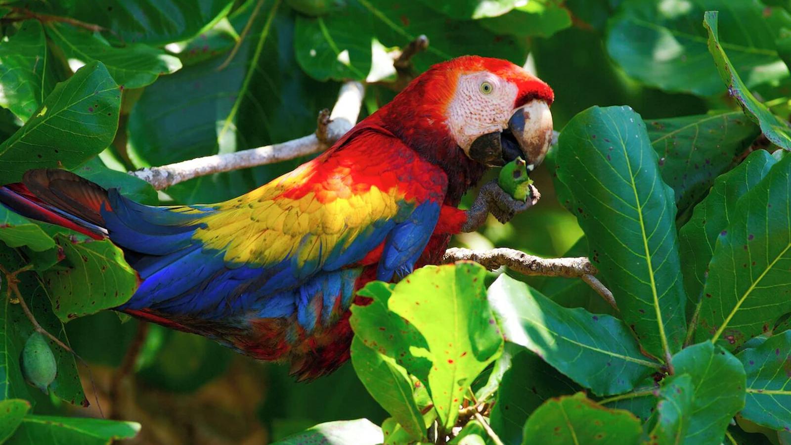 a scarlet macaw in the trees