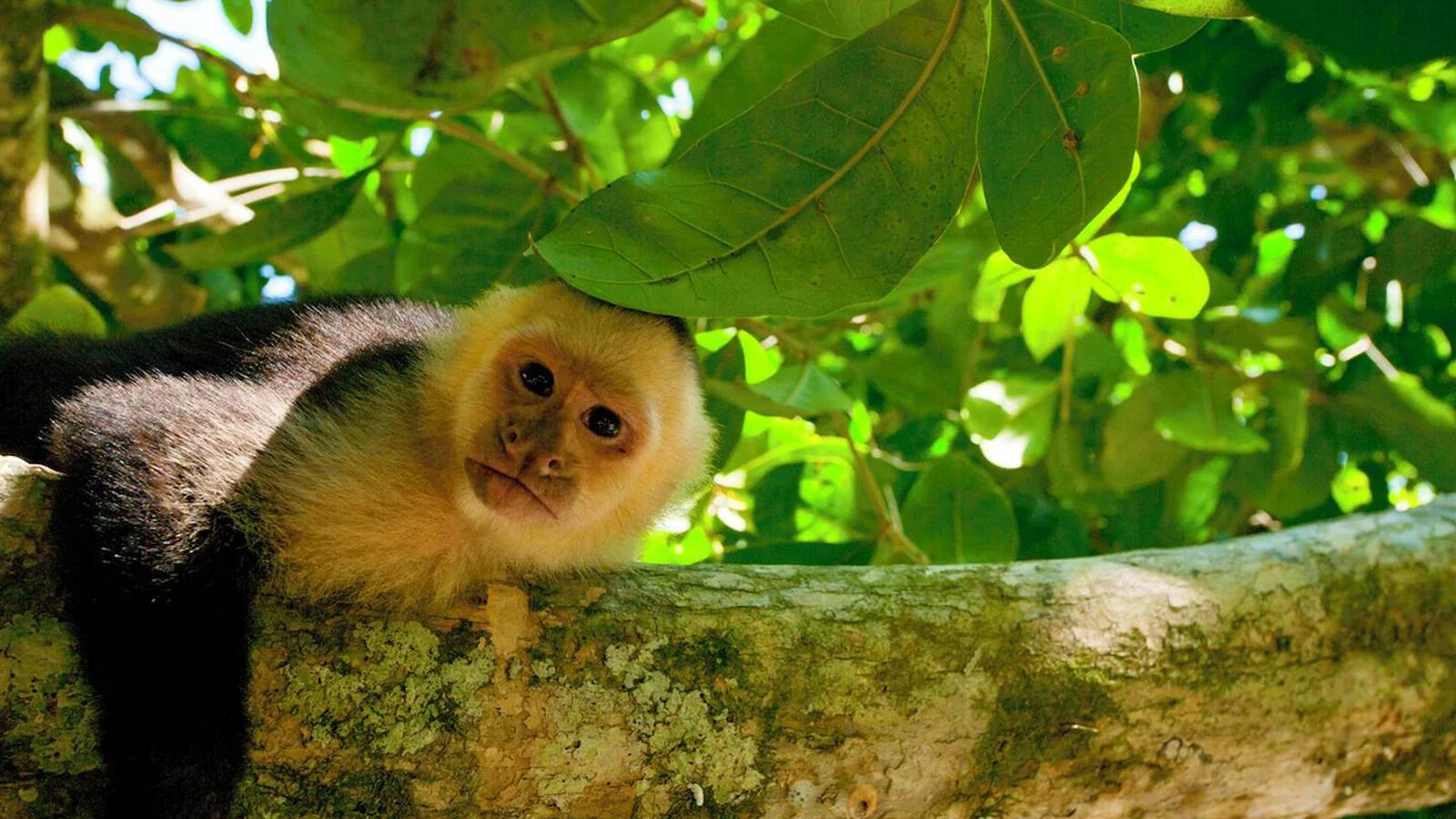a capuchin passing through